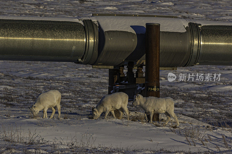 Dall sheep(原Dall’s sheep)， Ovis dalli，是原产于北美西北部的一种绵羊，颜色从白色到石板棕色，有弯曲的黄褐色角。阿拉斯加阿提贡山口附近的北坡。在Tr边吃草